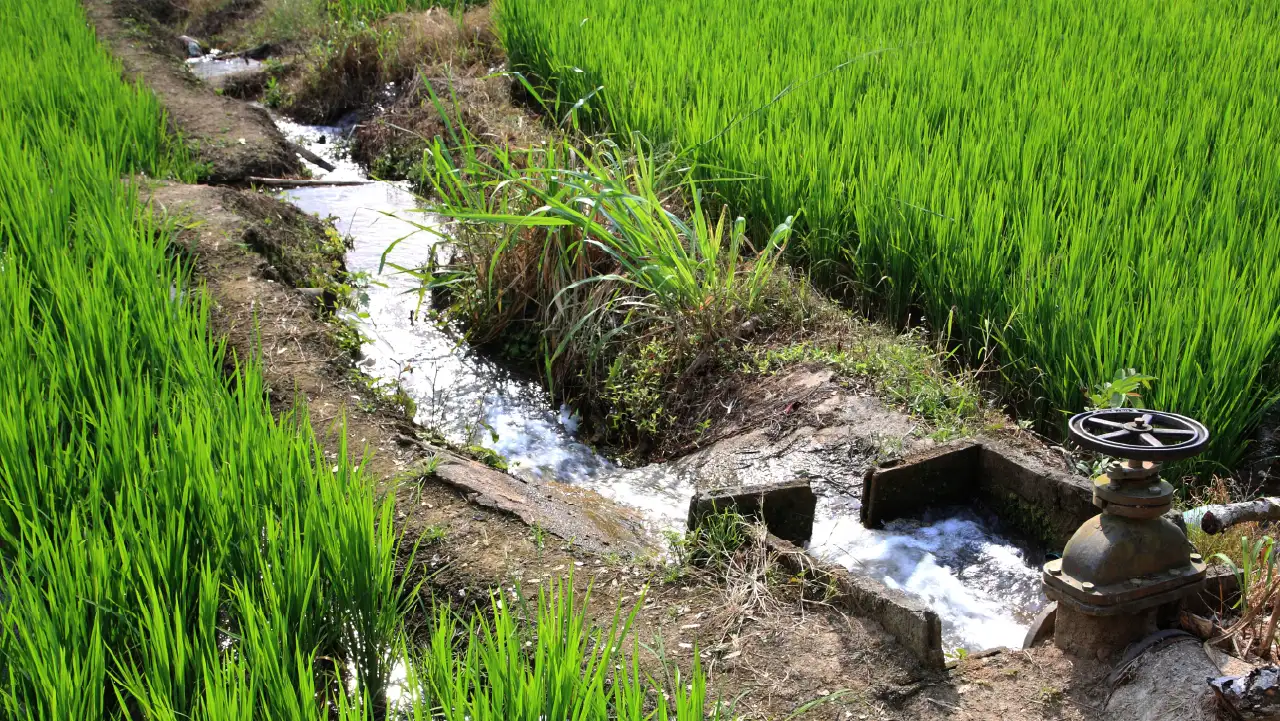 us-rate-rise美國升息 灌溉水稻